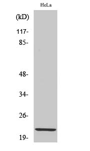 Claudin-1 Polyclonal Antibody