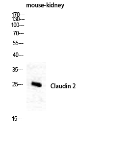 Claudin-2 Polyclonal Antibody