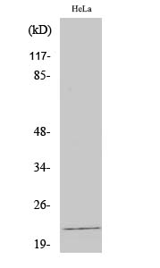 Claudin-4 Polyclonal Antibody