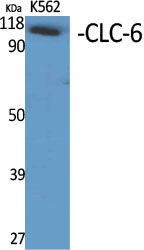 CLC-6 Polyclonal Antibody