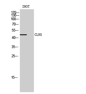 CLN5 Polyclonal Antibody