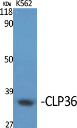 CLP36 Polyclonal Antibody