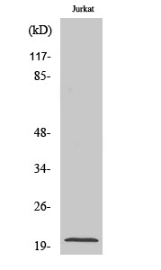 CMTM3 Polyclonal Antibody