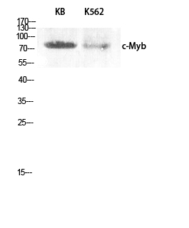 c-Myb Polyclonal Antibody