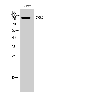 CNK2 Polyclonal Antibody