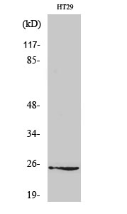 Connexin 25 Polyclonal Antibody