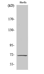 Cox-1 Polyclonal Antibody