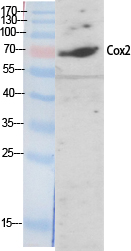 Cox-2 Polyclonal Antibody