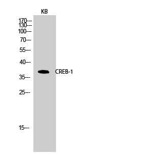 CREB-1 Polyclonal Antibody