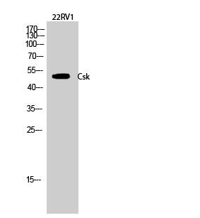 Csk Polyclonal Antibody