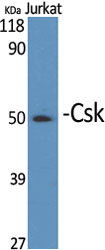 Csk Polyclonal Antibody