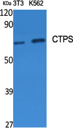 CTPS Polyclonal Antibody