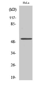 CUG-BP1 Polyclonal Antibody