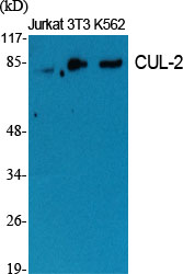 CUL-2 Polyclonal Antibody