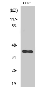 CXCR-7 Polyclonal Antibody