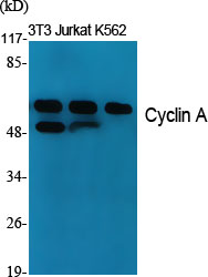 Cyclin A Polyclonal Antibody