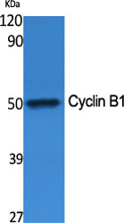 Cyclin B1 Polyclonal Antibody