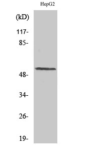 Cyclin L1 Polyclonal Antibody