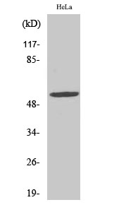 CYP2A13 Polyclonal Antibody