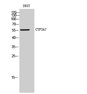 CYP3A7 Polyclonal Antibody