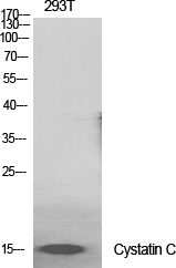 Cystatin C Polyclonal Antibody