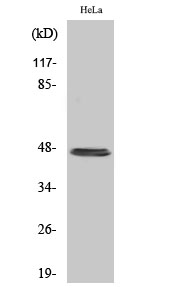 Cytokeratin 20 Polyclonal Antibody