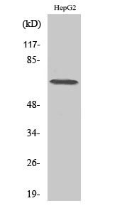 DDX52 Polyclonal Antibody