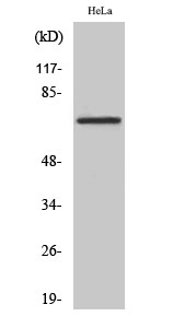 DDX55 Polyclonal Antibody