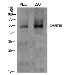 Desmin Polyclonal Antibody