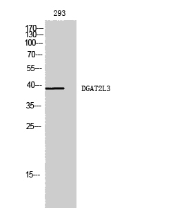 DGAT2L3 Polyclonal Antibody