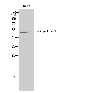 DNA pol δ3 Polyclonal Antibody