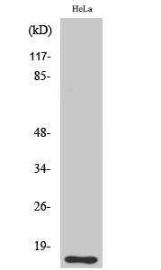 DOC-1 Polyclonal Antibody