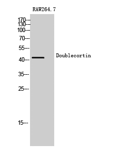 Doublecortin Polyclonal Antibody