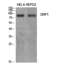 DRP1 Polyclonal Antibody