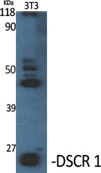 DSCR 1 Polyclonal Antibody