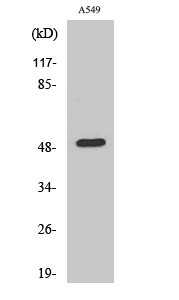 Dynactin 2 Polyclonal Antibody