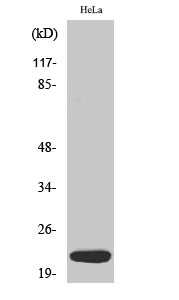 Dynein LC 1 Polyclonal Antibody