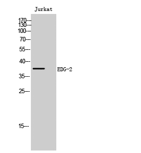 EDG-2 Polyclonal Antibody