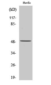 EF-1 γ Polyclonal Antibody