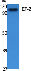 EF-2 Polyclonal Antibody