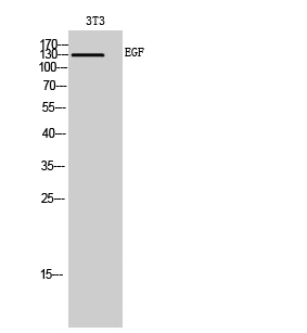 EGF Polyclonal Antibody