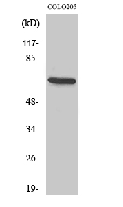 EGFL5 Polyclonal Antibody