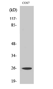 eIF4E Polyclonal Antibody