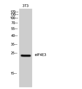 eIF4E3 Polyclonal Antibody