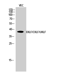 EKLF/CKLF/UKLF Polyclonal Antibody