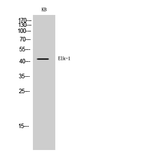 Elk-1 Polyclonal Antibody