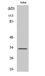 ELOVL1 Polyclonal Antibody