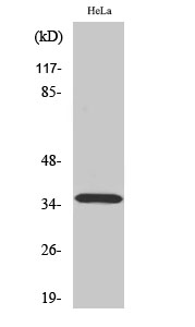 ELOVL4 Polyclonal Antibody