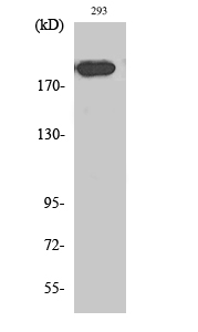 Endo180 Polyclonal Antibody