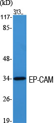 EP-CAM Polyclonal Antibody